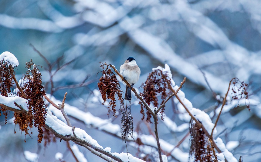 比分直播即时比分