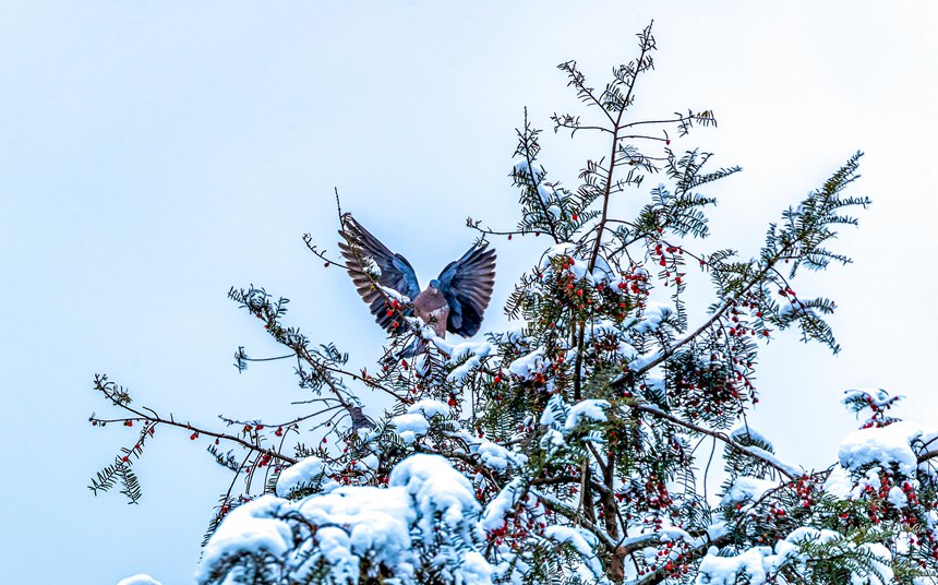 比分直播即时比分