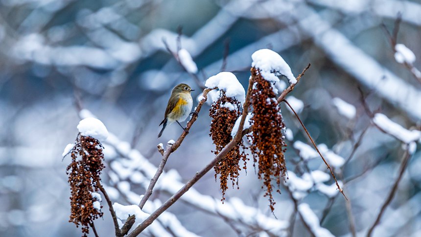 比分直播即时比分
