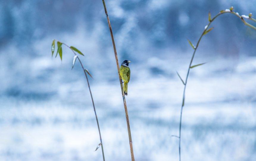 比分直播即时比分